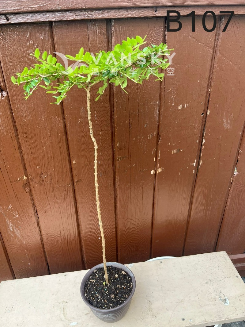 260224235316_B107 27 - 25-08.JPG